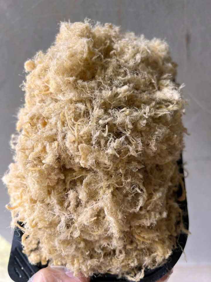 chà bông giả heo với cộng xù nhẹ, sợi nhỏ, màu vang và sáng màu